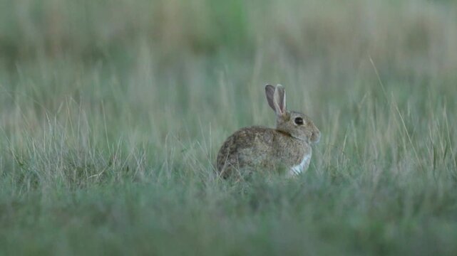 Wild rabbit (oryctolagus cuniculus) in the grass on a meadow during evening light