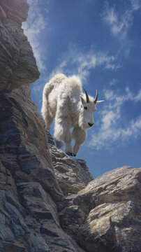 Mountain goat climbing a steep alpine cliff face under a blue sky with sunlight hitting the rocks and hooves and fur