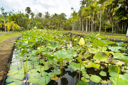 Botanical garden in Pamplemousses, Mauritius.Pond in the Botanical garden of Mauritius