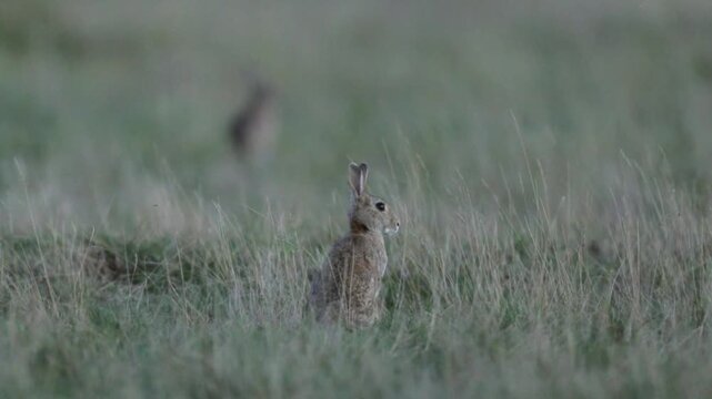 Wild rabbit (oryctolagus cuniculus) in the grass on a meadow during evening light