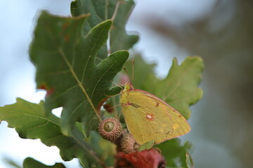 una farfalla colias croceus al tramonto in estate © Simona