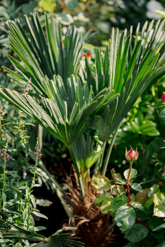 Trachycarpus Wagnerianus growing in a lush garden with sunlight and tropical greenery