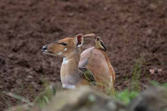 bushbuck, two birds, 2 birds on back