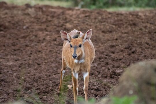 bushbuck, bird on back