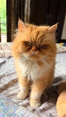 CAT BEING GRUMPY © sheikh