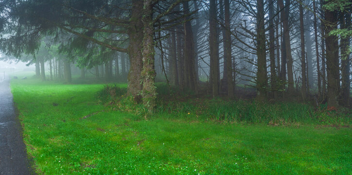 Beautiful wide panoramic view of a bright green lawn next to a misty pine forest in dense fog