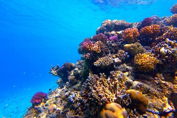 Colorful tropical coral reef with fish and blue water.  Fish, corals and blue water surface. Underwater ecosystem in the shallow ocean. Scuba diving with the marine life. © blue-sea.cz