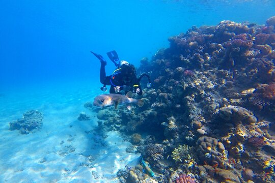 Scuba diver photographer and swimming tropical fish (Pufferfish) on the coral reef. Underwater photographer diving the fish. Reef, blue water and swimming tropical fish. Marine life in the ocean.