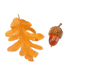 A single yellow-brown oak leaf, isolated on a transparent background, with a detailed oak acorn with a cap beside it. © TAMER YILMAZ