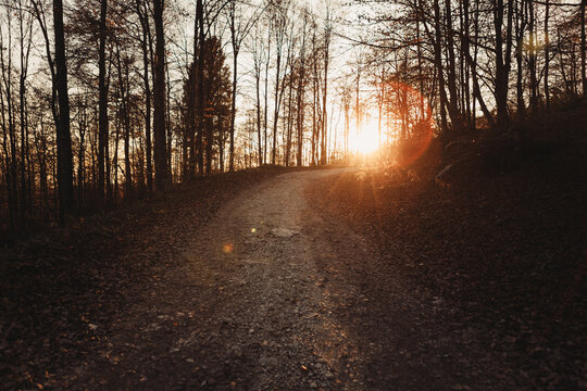 Strada nel bosco al tramonto