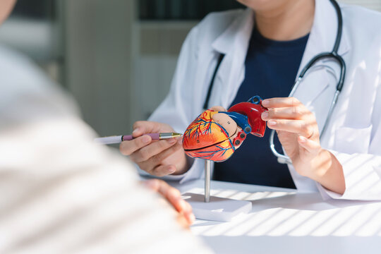 Doctor in a white coat using a pen to point at a human heart model, explaining cardiovascular health to a patient
