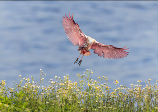Roseate Spoonbill Flying Over Wildflowers