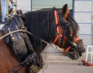 Side profile portrait of a draft horse in traditional harness with ornate details and decorations © catocala