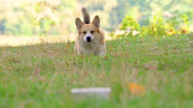 pembroke corgi eats from a plate in nature