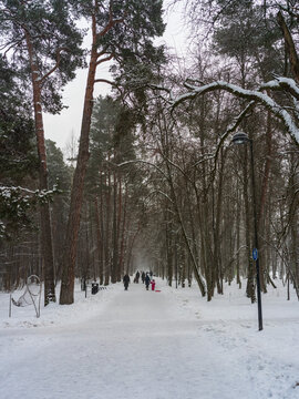 View of a snow-covered path winding through a forest of tall pine trees with people walking in the winter in Vilnius, Vilnius County, Lithuania.