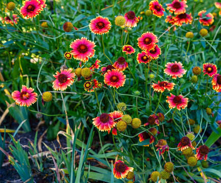 Red And Yellow Daisies