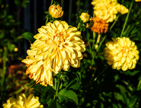 Yellow Dahlias Details
