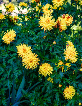 Yellow Dahlias Details 2