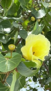 Yellow Portia Tree Flower Blooming with Green Leaves . Bright yellow flower blooms on a tree branch in a sunny garden setting