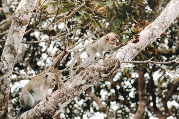 A wild live monkey sits on a tree on the island of Mauritius.Monkeys in the jungle of the island of Mauritius © Alex