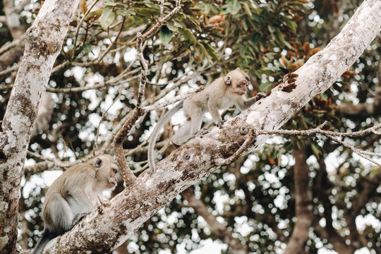 A wild live monkey sits on a tree on the island of Mauritius.Monkeys in the jungle of the island of Mauritius