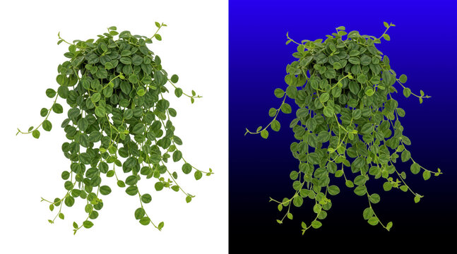 Lush green trailing pothos plant hanging decoration