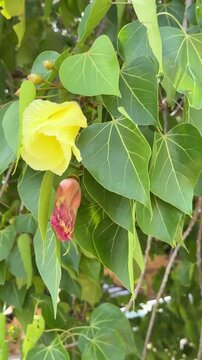 Yellow Portia Tree Flower Blooming with Green Leaves . Blooming flower changes in a garden