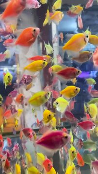 Vertical video footage of school of GloFish swimming in large aquarium at fish store