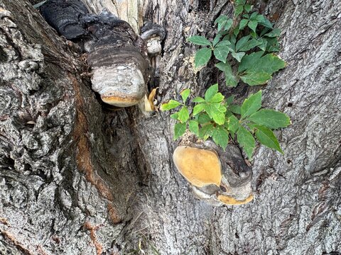 Phellinus igniarius, known as willow elbow, fire sponge, false tinder polypore, punk ash polypore or false tinder conk, is a fungus belonging to the Hymenochaetaceae family. 