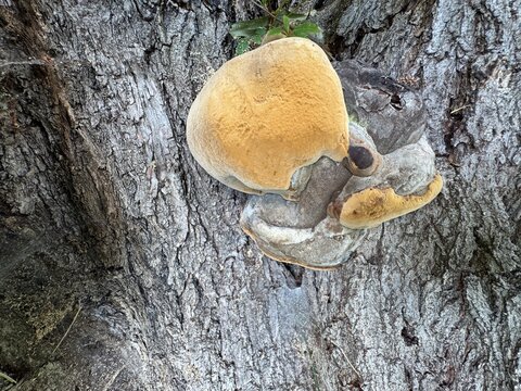 Phellinus igniarius, known as willow elbow, fire sponge, false tinder polypore, punk ash polypore or false tinder conk, is a fungus belonging to the Hymenochaetaceae family. 