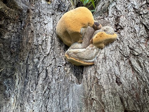 Phellinus igniarius, known as willow elbow, fire sponge, false tinder polypore, punk ash polypore or false tinder conk, is a fungus belonging to the Hymenochaetaceae family. 