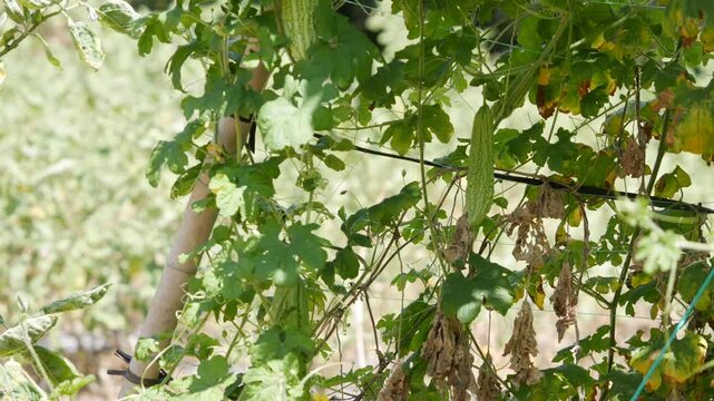 Green bitter melon hanging on a vine with large leaves and garden trellis in the background. Plant-based diet.