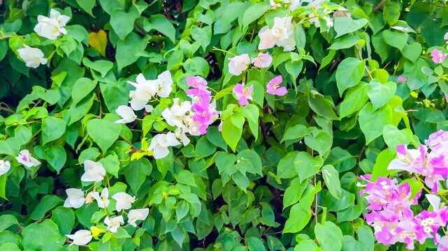 Bougainvillea flowers bloom in a mixture of white and pink colors