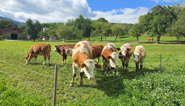 Kuhherde auf der Weide