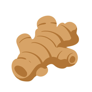 Fresh ginger root branching organic form warm beige tones natural ingredient hand drawn vector botanical illustration emphasizing its sculptural shape for tea, baking, winter recipes