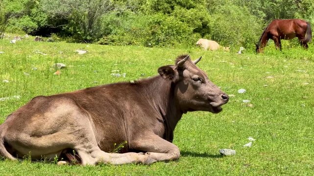  Brown cow lying on a green pasture chewing cud &mdash; rural meadow, 4K