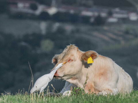 Cattle egret (Bubulcus ibis) catches flies directly on the head of the White Charolais cow or Blonde d'Aquitaine cow. The cow seems to appears relaxed and lets the bird act undisturbed.