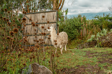 Fototapeta premium Llama in Cuevas del Ilaló, Tumbaco, Ecuador. January 20, 2023. An intimate portrait of a llama standing in a lush rural garden featuring wildflowers and native vegetation.