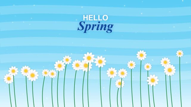 Hello spring motion graphic with white daisies in bloom under clear blue sky background.