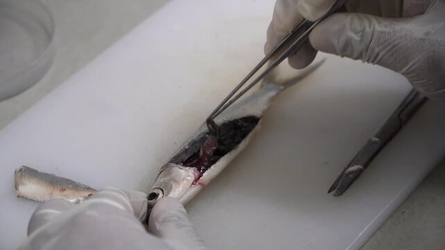 Fish Dissection and Anatomical Examination in Laboratory for Aquaculture Research and Fish Health Analysis