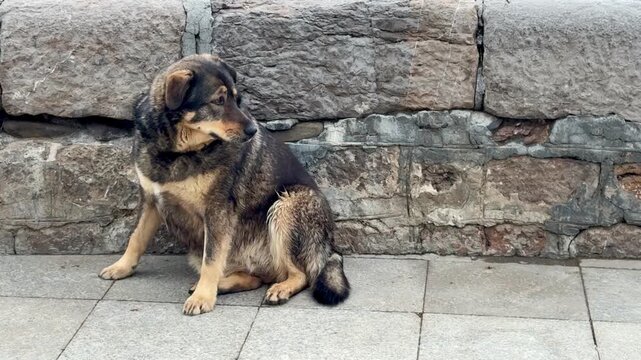  Stray dog sitting against a stone wall on a city sidewalk, looking away &mdash; no people
