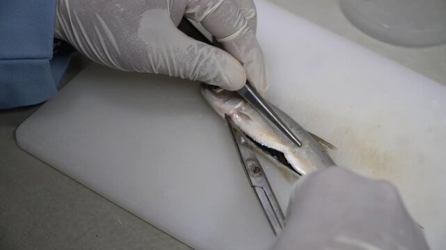 Fish Dissection and Anatomical Examination in Laboratory for Aquaculture Research and Fish Health Analysis