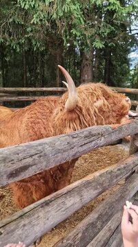 Highland cattle rests its head over a rustic wooden corral fence beside lush evergreen trees. Straw litters the rural livestock paddock under soft diffused daylight.