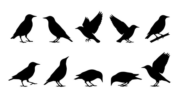 Collection of black bird silhouettes in various poses and actions on white background