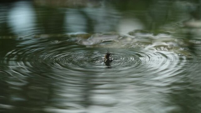 Une abeille dans l&rsquo;eau