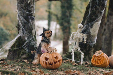 Obraz premium Yorkshire Terrier wears a witch hat while sitting on a carved pumpkin outdoors. Skeleton, cobwebs and old forest trees form a festive spooky backdrop.