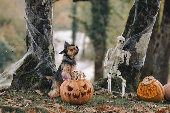 Yorkshire Terrier wears a witch hat while sitting on a carved pumpkin outdoors. Skeleton, cobwebs and old forest trees form a festive spooky backdrop.
