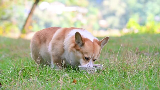 pembroke corgi eats from a plate in nature