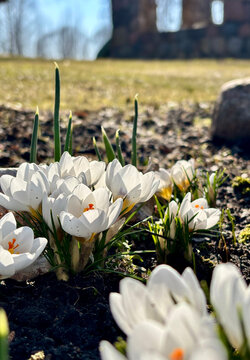 White spring crocus flowers blooming from the ground in early spring
