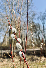Close up of fluffy spring willow catkins on branches against blurry background © Viktorija.Moments